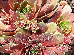   sempervivum  -   