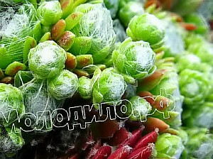   sempervivum  -   