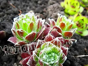  sempervivum   