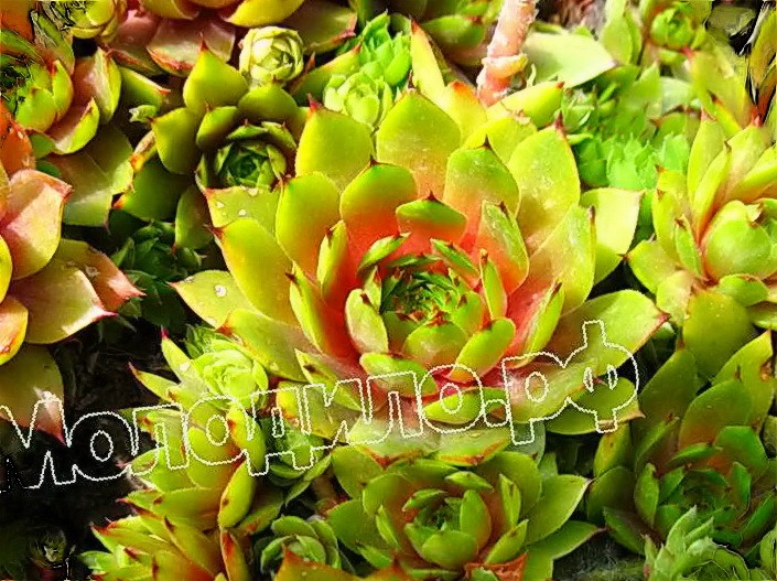  sempervivum  -  