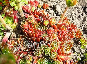  sempervivum   