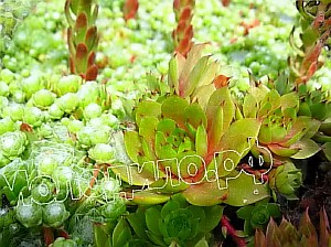  sempervivum   