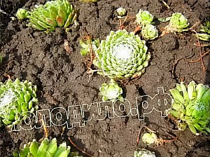  sempervivum   