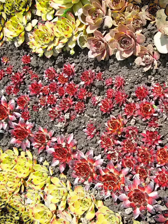  sempervivum   