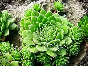   sempervivum   