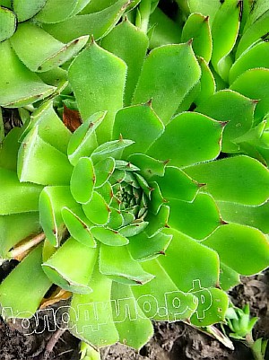   sempervivum   