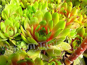   sempervivum   