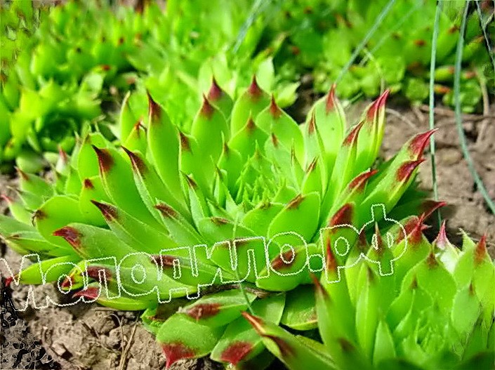   sempervivum     