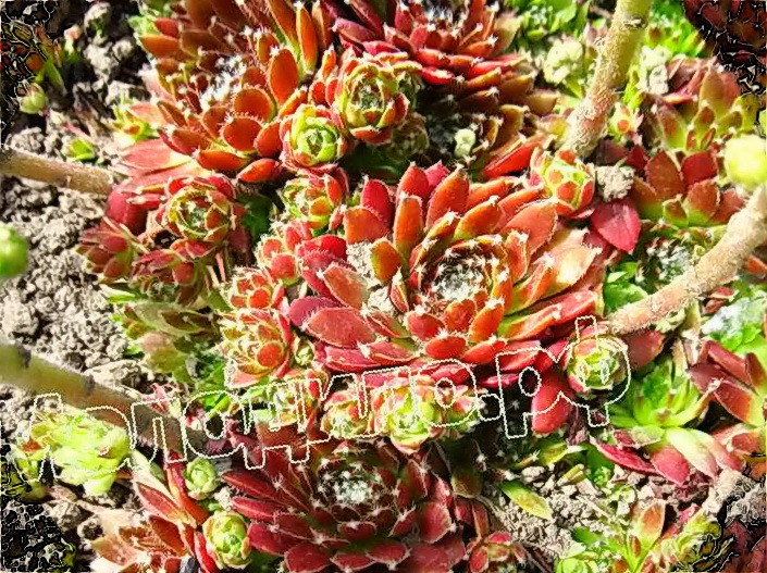   sempervivum   -