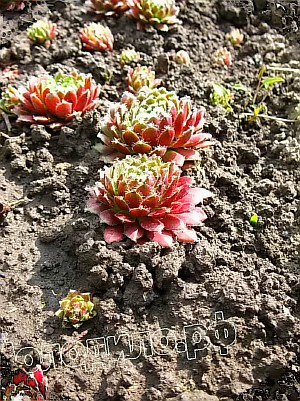   sempervivum   