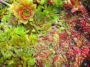  sempervivum   