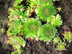   sempervivum   