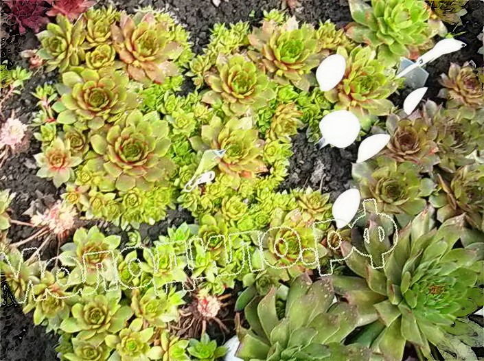  sempervivum   