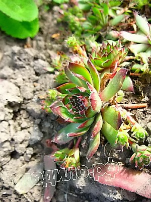  sempervivum    