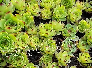 sempervivum   