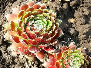   sempervivum  -  