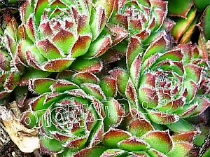   sempervivum    