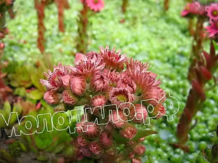  sempervivum   