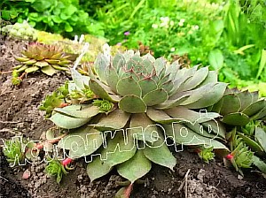  sempervivum   