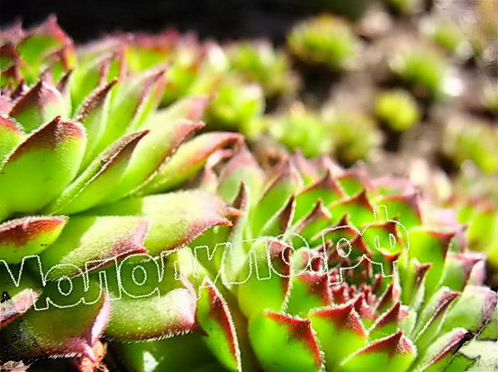  sempervivum     