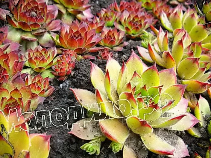   sempervivum   