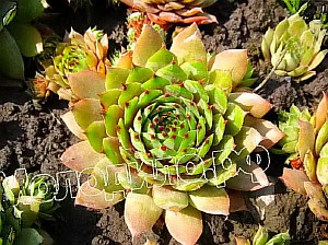  sempervivum   