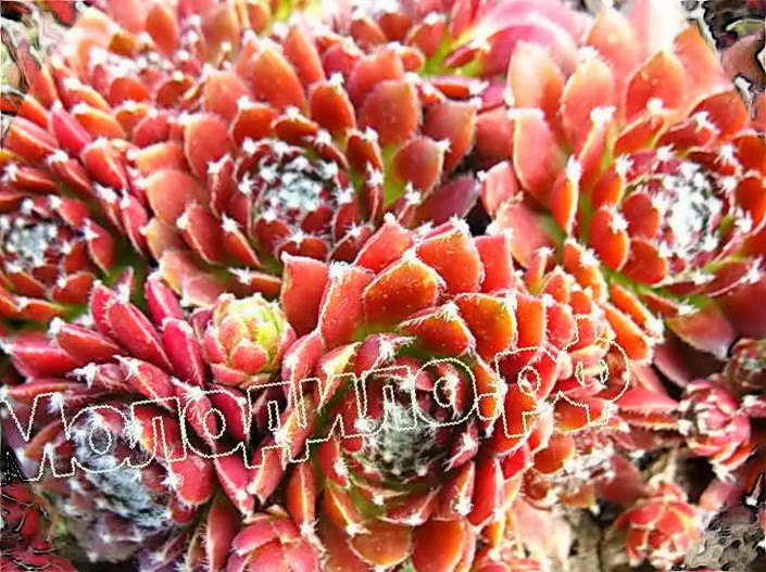   sempervivum   