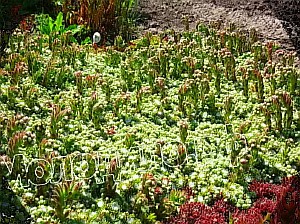  sempervivum   