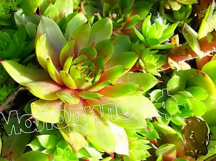  sempervivum  -  