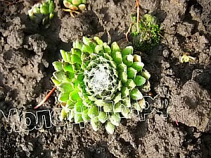   sempervivum   