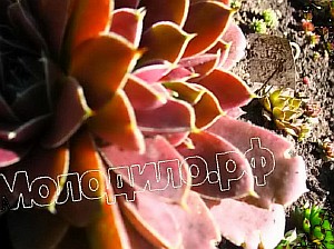   sempervivum   