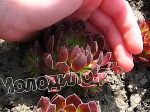   sempervivum