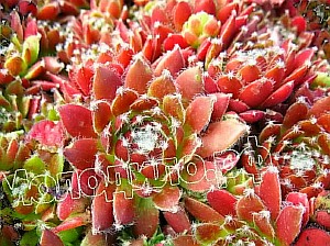  sempervivum   