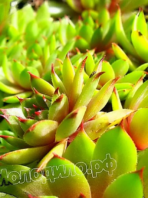  sempervivum  -   