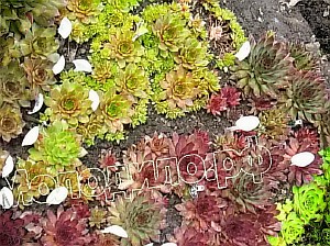  sempervivum    