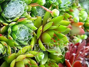  sempervivum   