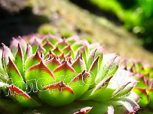   sempervivum   