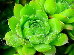 sempervivum    