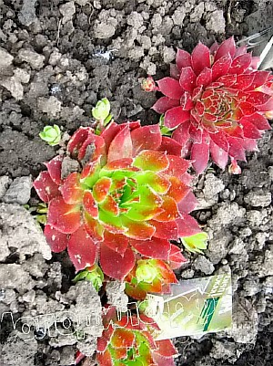   sempervivum