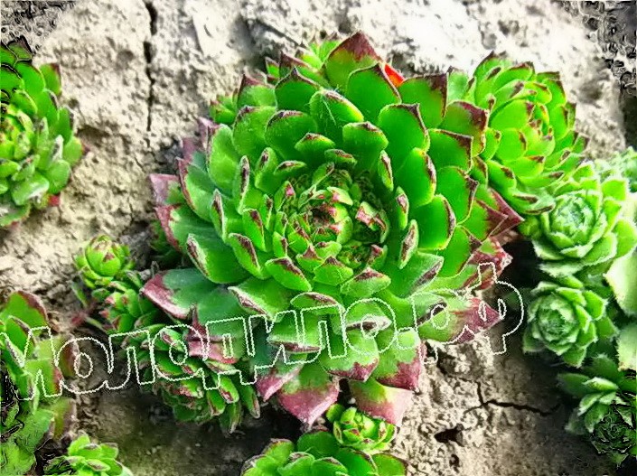   sempervivum   