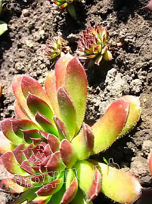   sempervivum  -  