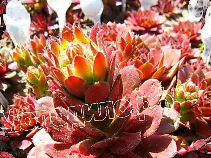   sempervivum   