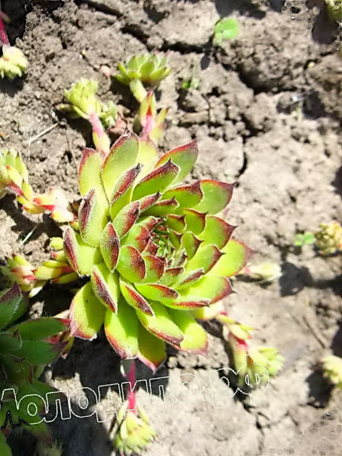  sempervivum    