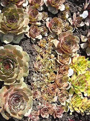  sempervivum   