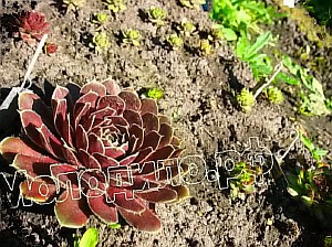   sempervivum   