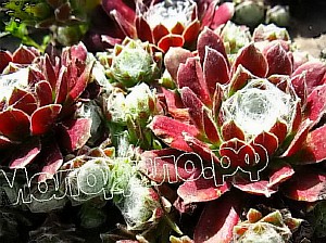   sempervivum   