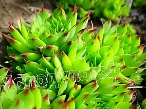   sempervivum   