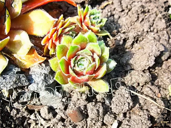  sempervivum    