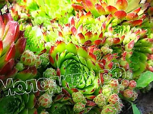 sempervivum   