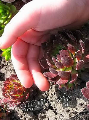   sempervivum   